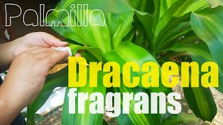 Dracaena fragrans leaves cleaning has been done [upl. by Stein]