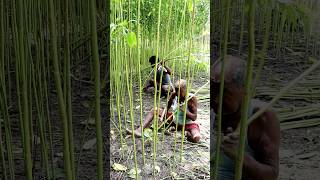 His Passion Brings Him to the Field Jute Harvesting shorts [upl. by Enriqueta343]