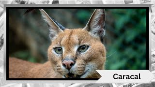 The Fascinating World of Caracals 🐱✨ [upl. by Ocko]