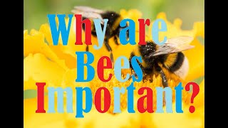 Why are bees so important [upl. by Mears]