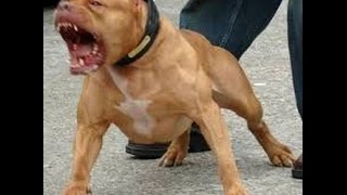 Top Pitbull dogs attack situations most dangerous in the world new [upl. by Ykcul739]