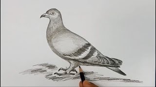 how to draw pigeon step by step [upl. by Neryt]