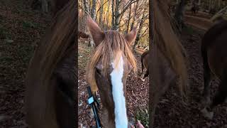 horses close encounter Abruzzo Altopiano Delle Rocche [upl. by Eak]