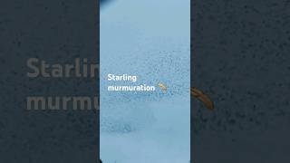 Starling Murmurations over the UK birds nature murmuration relaxation [upl. by Olimac]