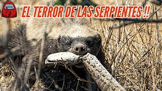 Tejón De La Miel El Terror De Las Serpientes Pitón  Wild Battles [upl. by Ettenaj]