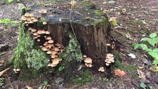 Rattlesnake Mountain Hike  Adirondack Mountains Oct 12 2021 [upl. by Ennayhs]