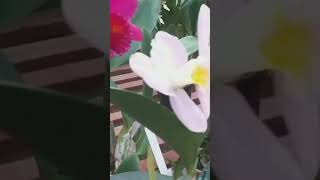 Orquidario Floralia um show de floração 😍 orquidario orquideas viralshorts [upl. by Straub211]