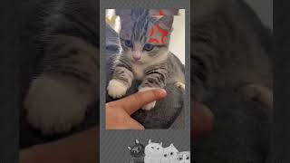 Sentuhan lembut tangan sikecil 😻 cat catlover cats funny funnyvideo kucing kucinglucu [upl. by Euqitsym]