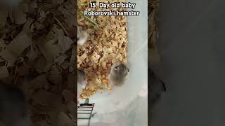 15 Day old baby Roborovski hamster hamstershortvideo cuteanimal pets hamsterhabitats cute [upl. by Vrablik]