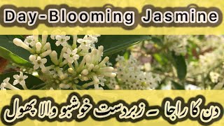 Din ka Raja  DayBlooming Jasmine  Cestrum diurnum  King of the day flowers  Cestrum blooms [upl. by Clayberg]