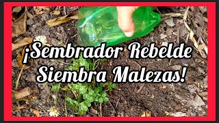 SeMBRADOR REBELDE SIEMBRA quotMALEZASquot herbalmedicine Raúl Recicla [upl. by Steffi]