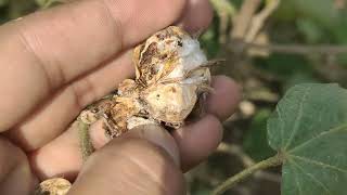 Cotton in Pakistan Pink bollworm management Pak Agrin [upl. by Fannie754]