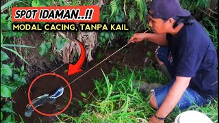 MANCING IKAN CHANNA LIMBATADI AIR YANG DANGKALTERNYATA BABON [upl. by Lyndell]