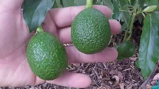 Showing several varieties of avocado and tips on pruning avocado trees [upl. by Ebneter]