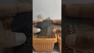 Guppy fish breeding best feed formula guppy fish breeding formula bettafish viralshort video [upl. by Bronez181]