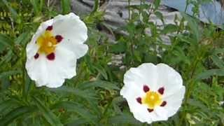 Gum Rockrose  Cistus × lusitanicus Sisters  Klettarós  Blómstrndi runni  Garðskálaplanta [upl. by Ticon778]