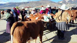 Comprando TOROS en la Feria ganadera de Cajamarca [upl. by Adnohs311]