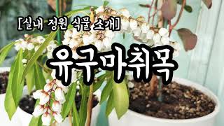 홈가드닝 7 유구마취목 Pieris japonica  실내 식물 소개 겨울꽃 봄꽃 [upl. by Alyekahs]