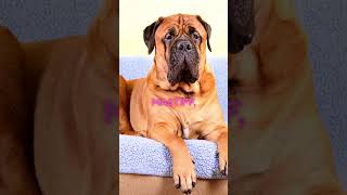 Mollosso presa mayo  new dog breed  I was stunned with this dog dog dogs shortsvideo subscribe [upl. by Berkeley]