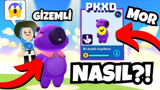 PK XD MOR KAPÄ°BARAğŸ˜± DREAD BOY OYUNA GÄ°ZEMLÄ° PET EKLEDÄ°ğŸ¤© NASIL ALINIRğŸ¤” PK XD TÃœRKÃ‡E [upl. by Genesa]