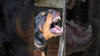 dog barking sound angrydog funnyanimals pitbull funnypets angrypuppy cutepet rottweilerpuppy [upl. by Anneis]