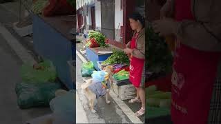 The stall owner tricked the dog and refused to exchange dog food for vegetables攤主坑狗，拒絕狗糧換蔬菜 [upl. by Elinet272]