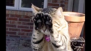 😺 Я больше не буду 🐈 Смешное видео с котами и котятами для хорошего настроения 😸 [upl. by Ateekan]