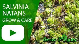 Salvinia natans  Water plant [upl. by Niarfe]