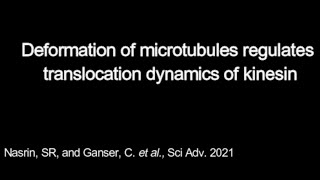 Kinesin moving along straight and bent microtubules [upl. by Marysa]