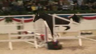 ♥ Custer jumping horse by Contender [upl. by Rolland]