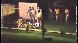 Queensland and New South Wales greyhound racing  1983 [upl. by Vento]