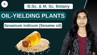 Economic Botany  OILYIELDING PLANTS  Sesamum indicum Sesame oil  B Sc amp M Sc [upl. by Netaf]