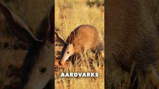 Aardvarks  Fast Facts [upl. by Eibot]