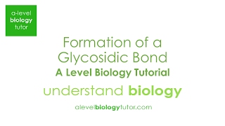 Formation of a Glycosidic bond Alpha glucose Alevel Biology OCR A Eduqas Edexcel AQA [upl. by Thelma882]