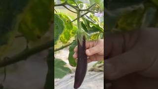 Fruit of hardwork eggplant harvesting cooking youtubeshorts shorts shortfeed [upl. by Golda]