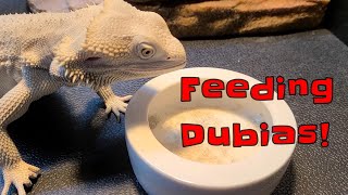 Avoiding dubia roach escapees  Feeding my bearded dragon dubias [upl. by Ronyam]