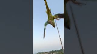 Mashaallah 😍 parrot free flying 🦜🥰parrot flying viralvideo shorts youtubeshorts trending [upl. by Rabassa]