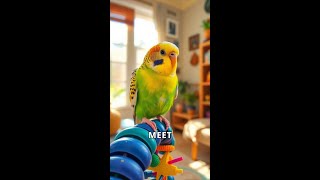 Why Budgerigars Will Steal Your Heart [upl. by Lark359]