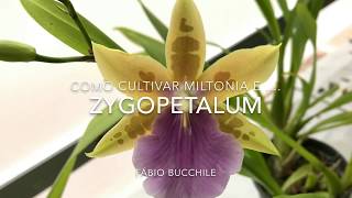 Como cultivar orquídea do gênero Miltonia e Zygopetalum [upl. by Ymassej308]