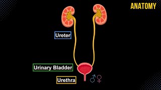 Ureter Urinary Bladder amp Urethra Structures amp Walls  Urinary System Anatomy [upl. by Yliak281]