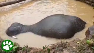 Drowning elephant saved from flooded pit [upl. by Yllehs]