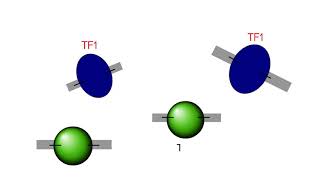 Chromatin Immunoprecipitation ChIP explanation [upl. by Graf]