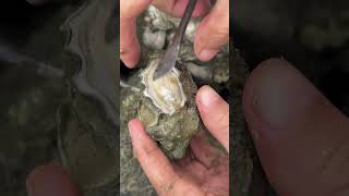 Finding Rock OYSTER shortsfeed oysters fish [upl. by Acihsay]