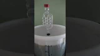 Brewing bucket airlock bubble [upl. by Ramedlab]