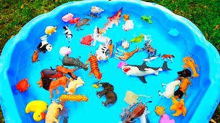 Lot of Wild Animals and Fun Sea Animals For Kids with Real Safari Videos [upl. by Peper]