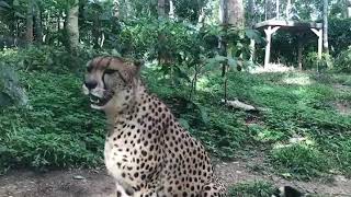 this is how cheetah cries [upl. by Gnik]