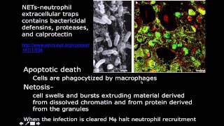 Immunology Neutrophil Mechanisms [upl. by Arahsat]