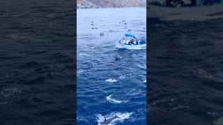 ship ke aage Dolphins dance kr rhe hai 😱🥳😅msc ship youtubeshorts viralvideo dolphintrending [upl. by Kcirdek]