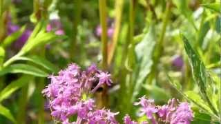 Hummingbird Moth on Sweet William Catchfly クロスキバホウジャクとムシトリナデシコ [upl. by Cly]