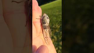 Huge cicada Washington DC [upl. by Aiyekal]